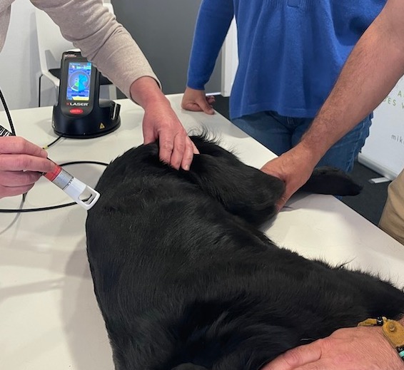 Therapie laser image chien