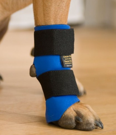 attelle carpe chien chat