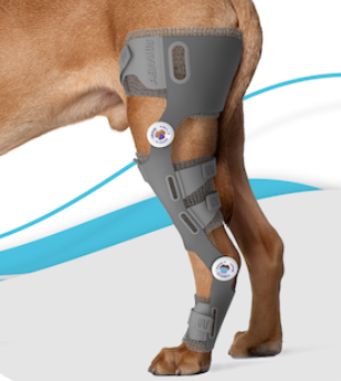 attelle sur mesure genou chien chat