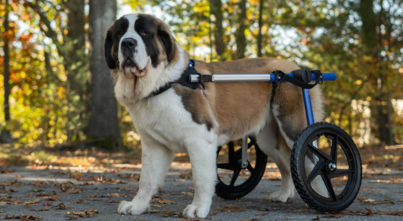 saint bernard chariot roulant