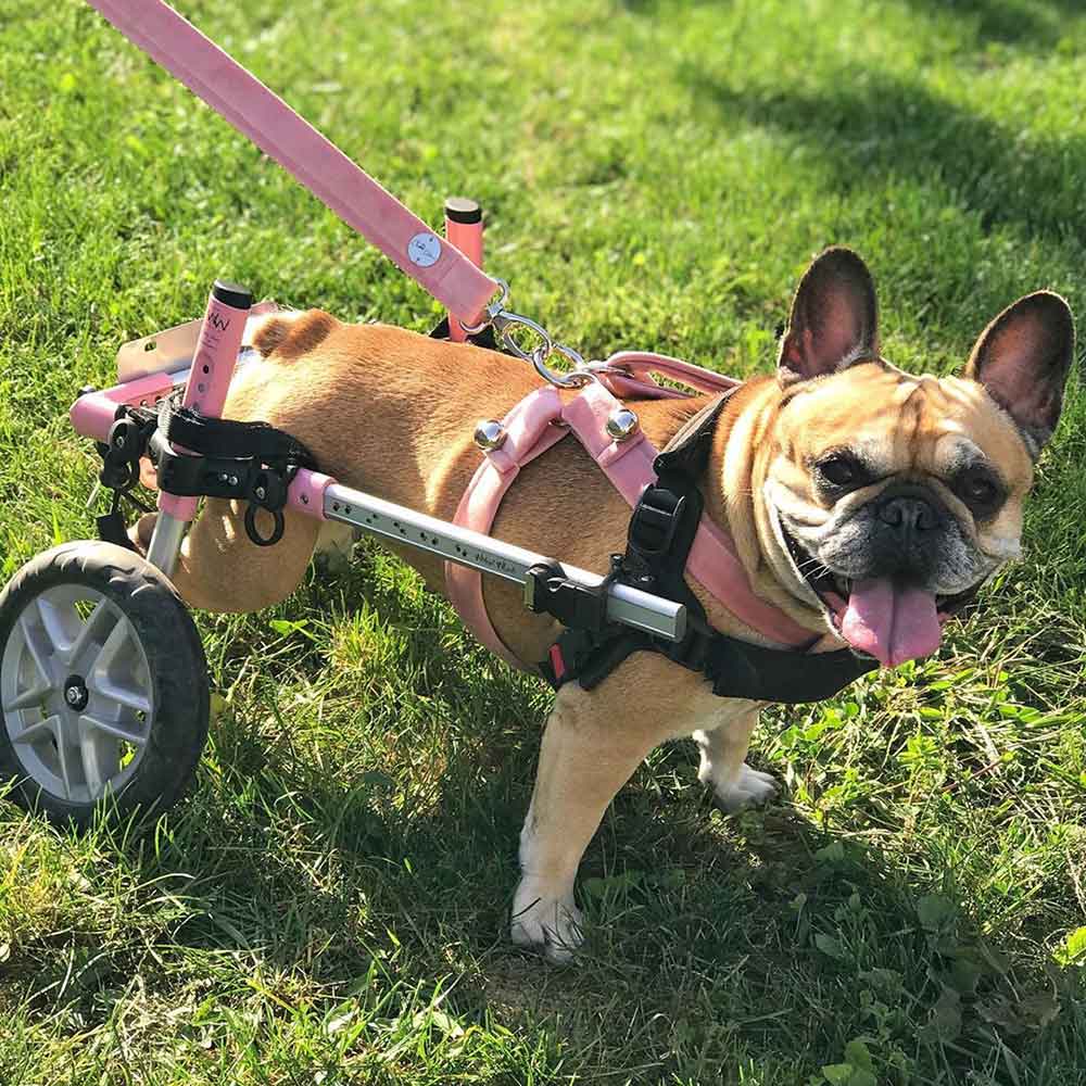 Swan le bouledogue en chariot roulant pour animaux