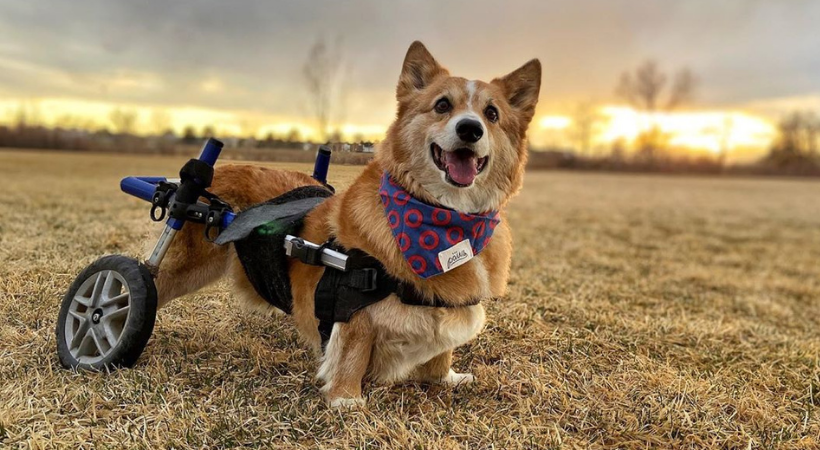 chariot roulant pour chien