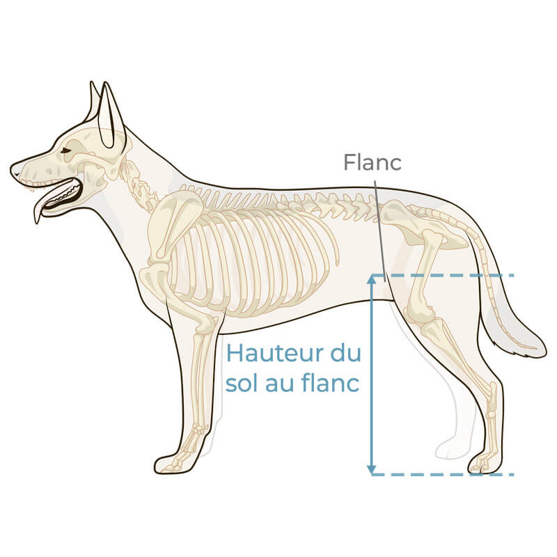 Fauteuil roulant pour chien - Comment choisir le plus qualitatif