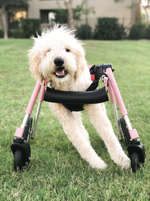 chariot pour chien 4 roues