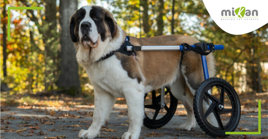 article blog chariot roulant