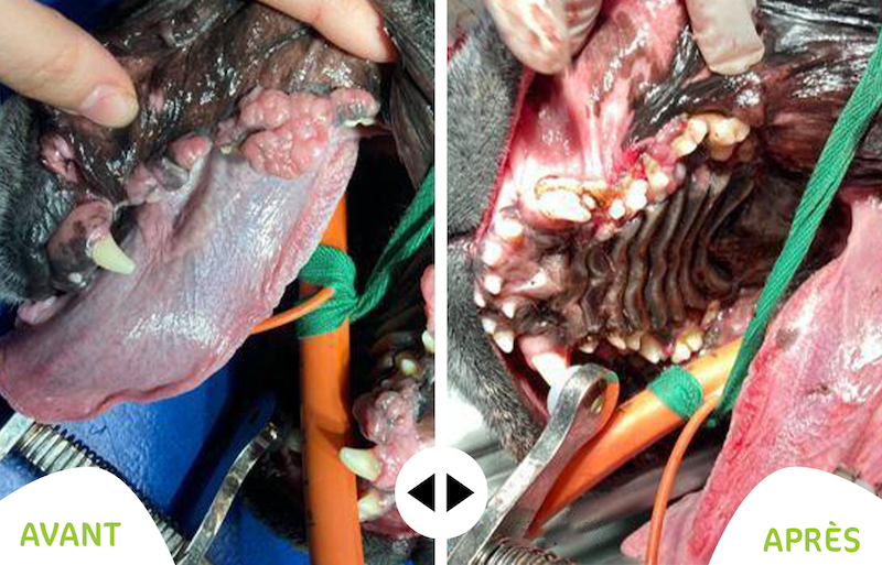 chirurgie laser sur épulis de chien