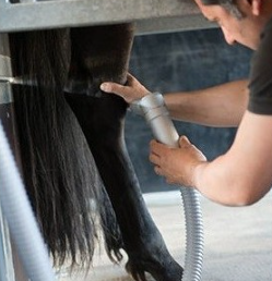 crytherapie air cheval