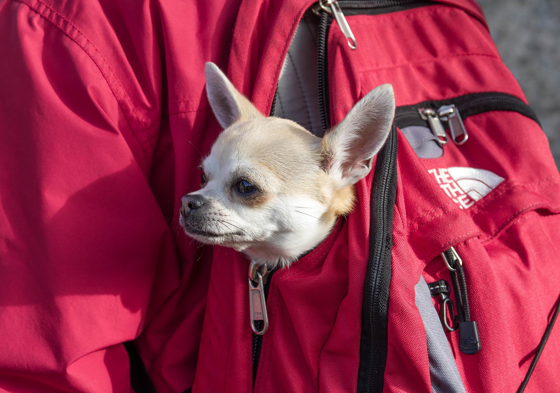 vacances chien