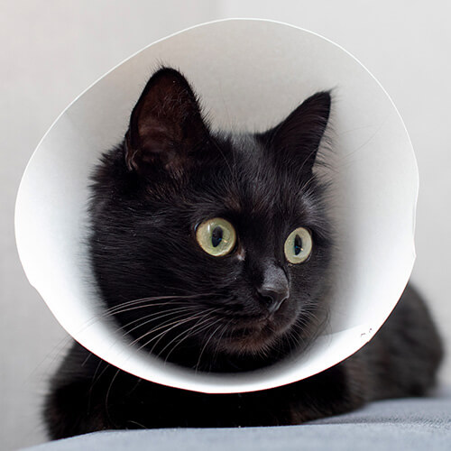 Chat qui porte une collerette