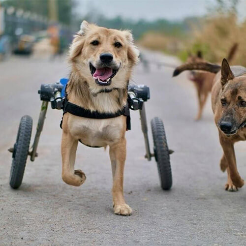 chien-handicape-chariot-roulant-walkin-wheels.jpg