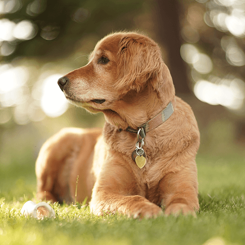 Chiot couché dans l'herbe