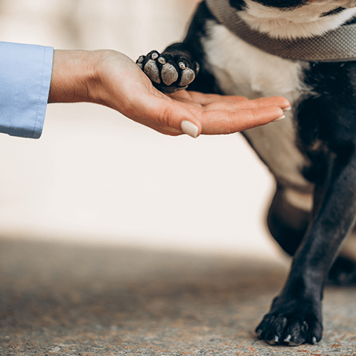Chien qui donne la patte