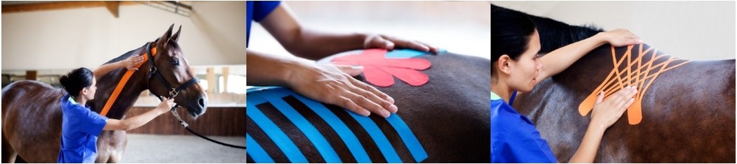 formation-taping-veterinaire-imaov-2019