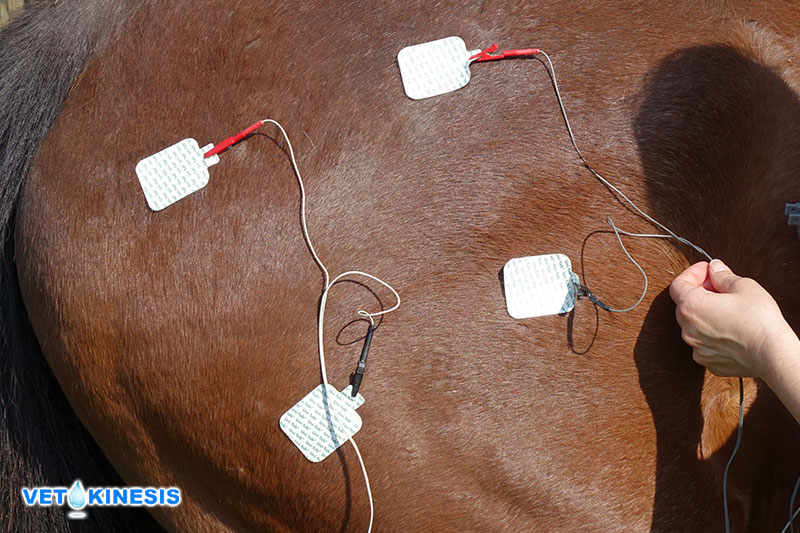 Electrostimulation équine Vetokinesis Mikan