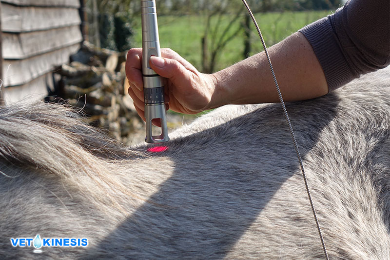 Formation physiothérapie laser équine Vetokinesis Mikan