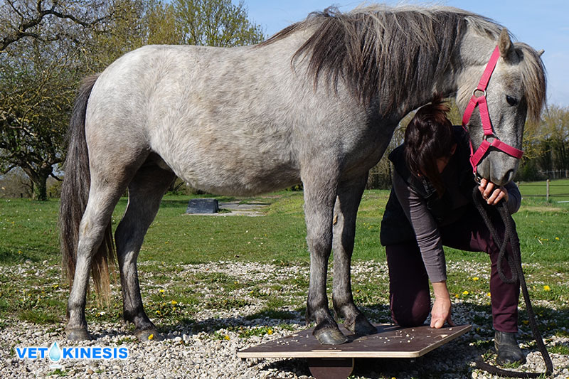 Formation physiothérapie équine Vetokinesis Mikan