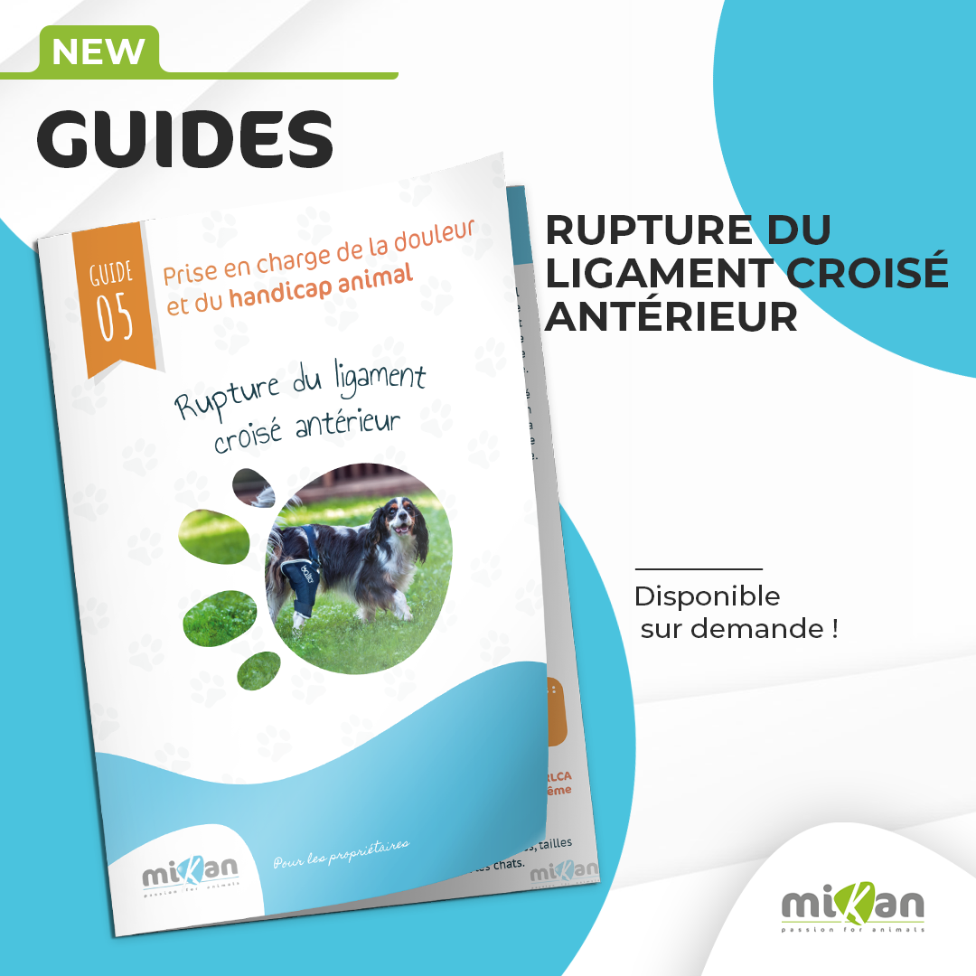 guide de handicap animal mikan rupture ligament croisé antérieur