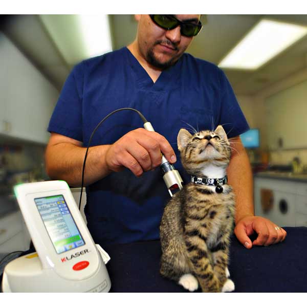 thérapie laser sur un chat