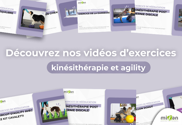 Miniatures vidéos d'exercices et de rééducation animal mikan