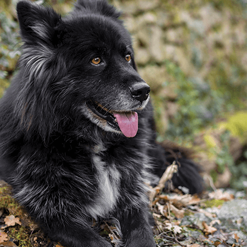 Photo de chien dans un parc Mikan