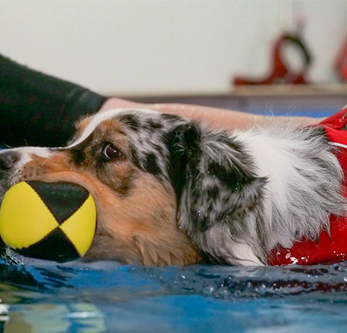 Séance d'hydrothérapie chien