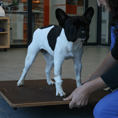 Planche d'équilibre pour la rééducation des chiens mikan