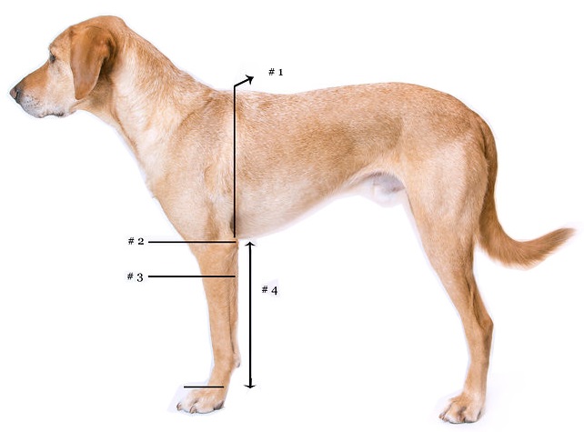 Neoally Coudière de protection pour chien pour coude et épaule canine pour  hygroma, dysplasie, arthrose, callosités, escarres et luxation de l'épaule