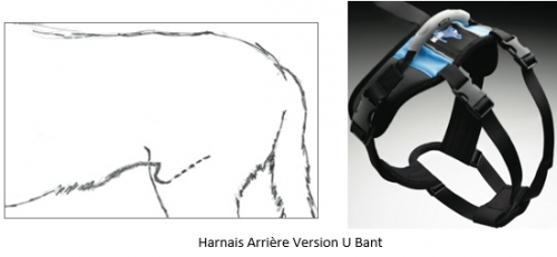 prise-mesure/version-v-bant-harnais-chien-aide-help-em-up