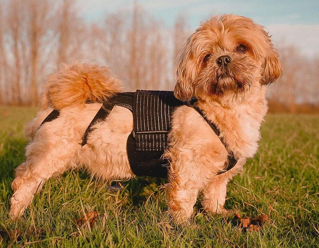 Ceinture dorsale chauffante pour chats et chiens