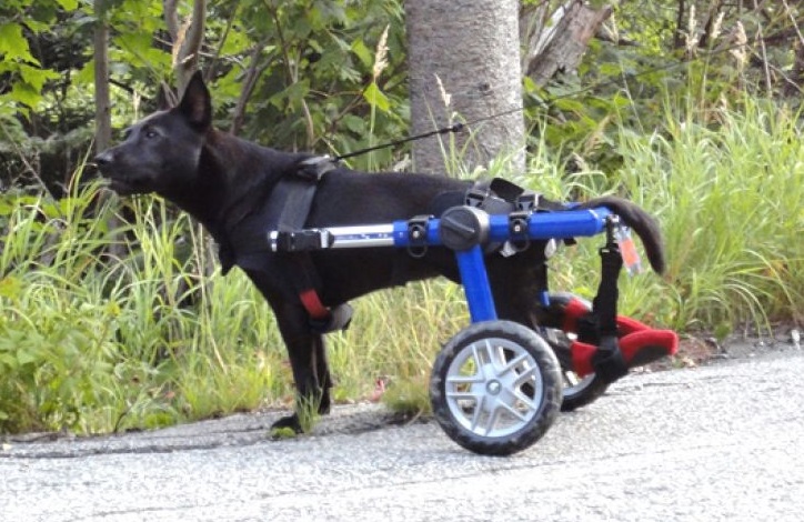 Chariot pour chien Walkin Wheels