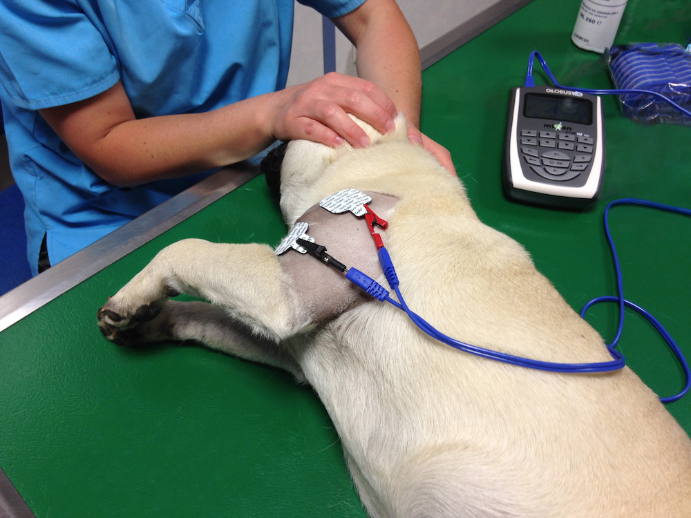 électrostimulation chien