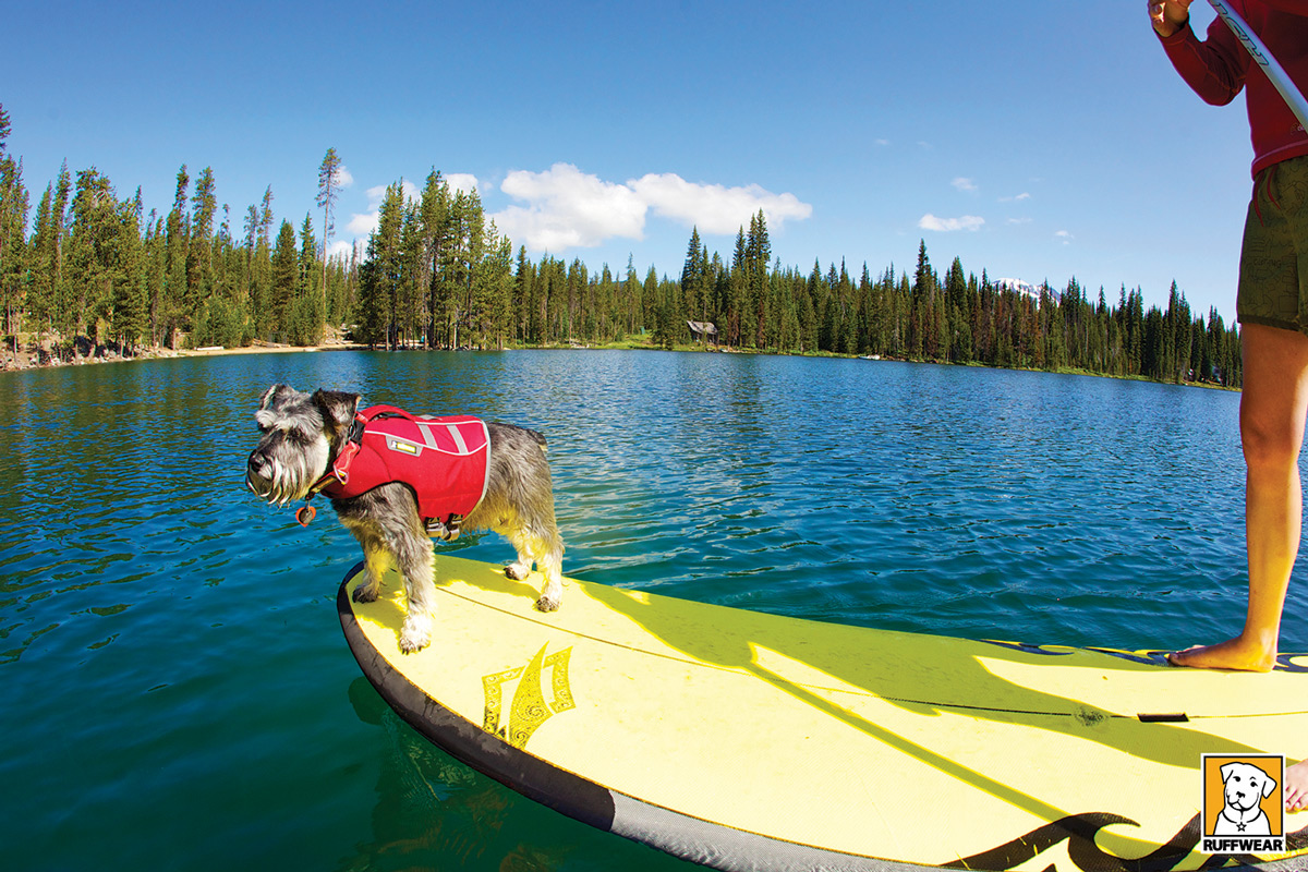 paddle-avec-chien-mikan