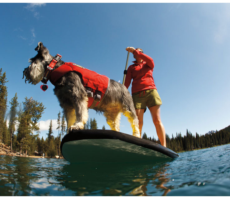 paddle-chien-mikan