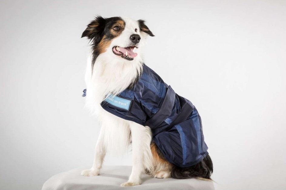 manteau rafraichissant pour chien cool on track