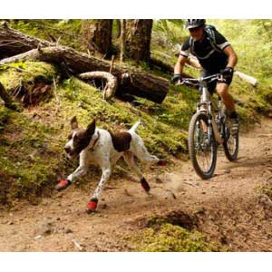 Chaussures de protection pour chiens