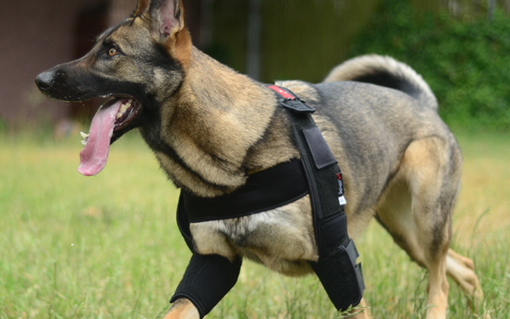 attelle du coude pour chien