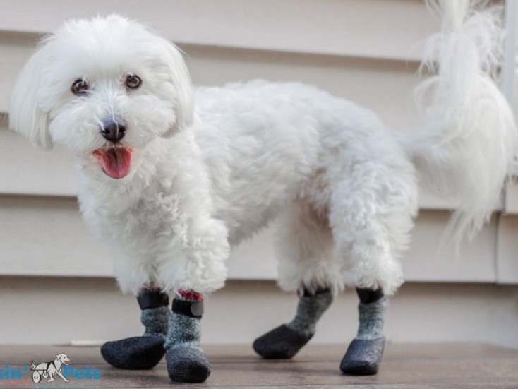 chaussettes de protection pour animaux