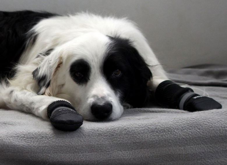 chaussons-de-protection-pour-animaux-trixie-mikan