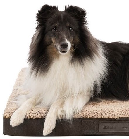 matelas à mémoire de forme pour chien
