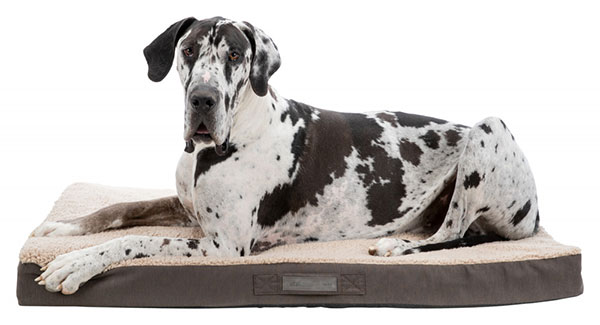 Matelas à mémoire de forme pour chiens et chats