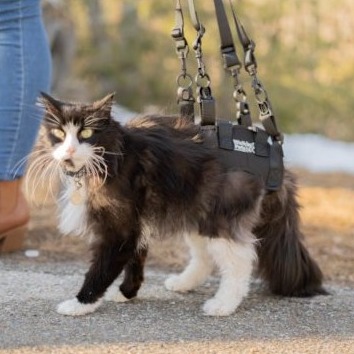 harnais de portage pour animal handicapé ou âgé