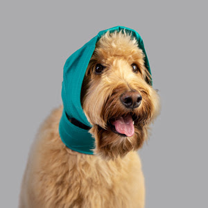 snood-protection-des-oreilles-pour-chien