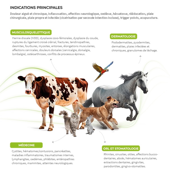 indications cliniques du k-laser vétérinaire GIRO