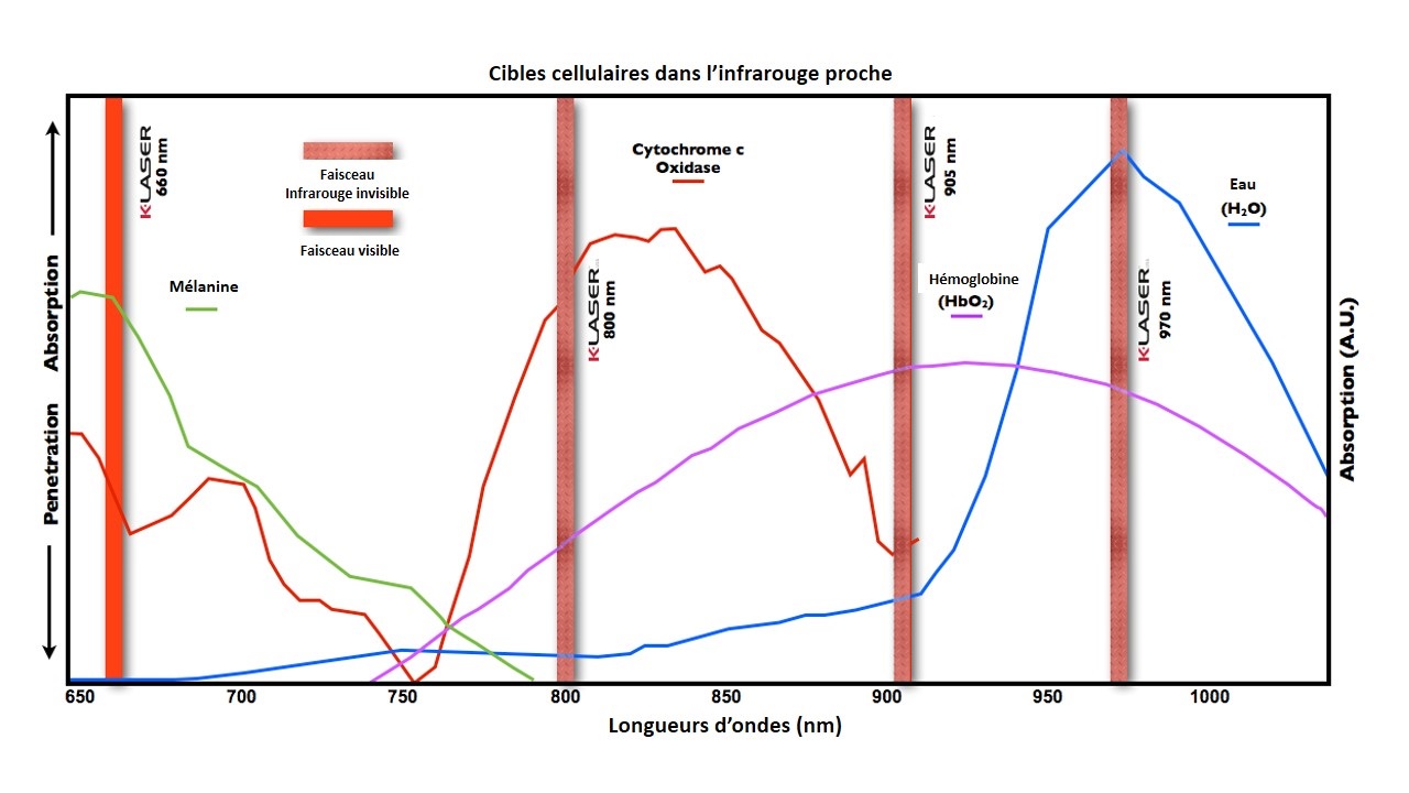 schéma pénétration longueur d'onde thérapie laser