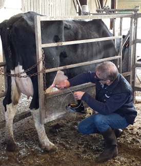 therapie laser mammite vache k-laser mikan