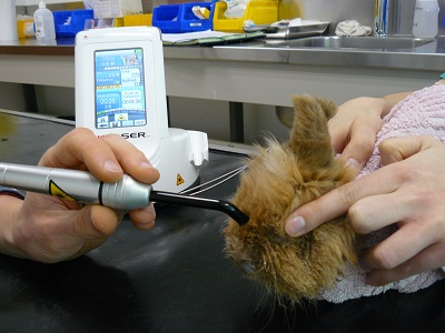 therapie laser rhinite du lapin k-laser mikan