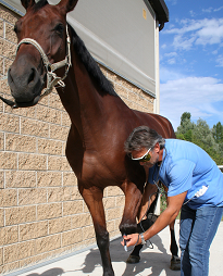 therapie-laser-chevaux-laser-vet-1000-mikan