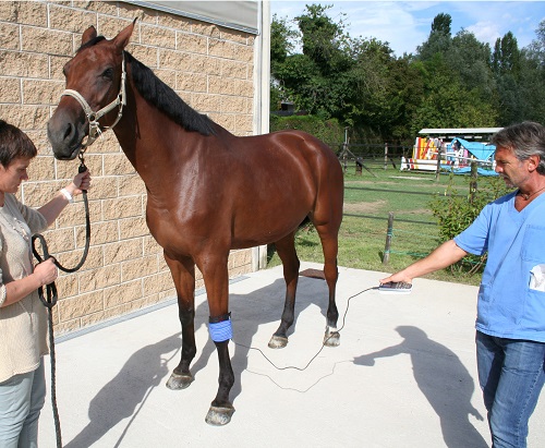 traitement magnétothérapie chez le cheval