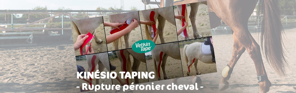 kinesio taping pour fracture péronier cheval