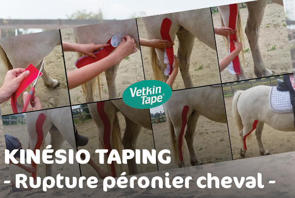 rupture-troisieme-peronier-cheval-taping-kinesio-mikan-blog